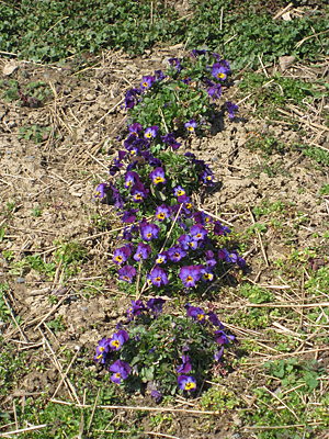 pansy mulched